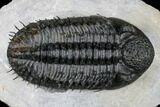 Spiny Drotops Armatus Trilobite - Excellent Preparation #181850-2